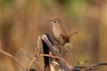 Close-up shot of Eurasian wren in a natural habitat