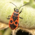 Close-up shot of a European firebug on a plant