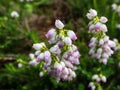 Close up shot of evergreen shrub bell heather erica cinerea `Eden Valley` with dark-green foliage, flowers are bright lilac-pi Royalty Free Stock Photo