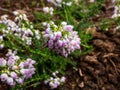 Close up shot of evergreen shrub bell heather erica cinerea `Eden Valley` with dark-green foliage, flowers are bright lilac-pi Royalty Free Stock Photo