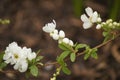 Close-up shot of Exochorda x macrantha `The Bride`