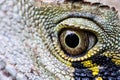 Close-up shot of an eye of a lizard water dragon (Intellagama lesueurii)