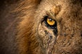 Close-up shot of the eye of a majestic lion, featuring an intense gaze and stunning golden color