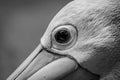 close up shot, eye of pelican bird with feathers texture, black and white color Royalty Free Stock Photo