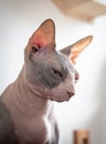 close-up shot of the face of a beautiful and cute sleepy sphinx cat