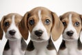 Close-up shot of face of 3 cute Beagles on white background