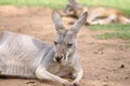 Close up of cute red kangaroo lying down