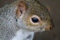 A close up of a grey squirrel Royalty Free Stock Photo