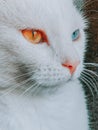 Close up shot on the face of a heterochromatic cat with color white, orange and blue different eyes Royalty Free Stock Photo