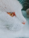 Close up shot on the face of a heterochromatic cat with color white, orange eye Royalty Free Stock Photo