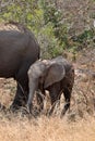 Close-up shot of a family of African Elephants in their natural habitat. Royalty Free Stock Photo