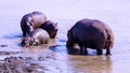 Close-up shot of a family of wild hippopotamuses in a muddy water Royalty Free Stock Photo