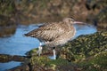 Close up shot of a far eastern curlew with a blurry background