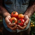 A close-up shot of a farmer\'s hands holding freshly picked tomatoes Royalty Free Stock Photo