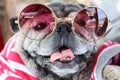 Close-up shot of a fat dog's face, an old dog, smiling in a good mood, showing teeth and tongue wearing fashionable glasses. Royalty Free Stock Photo