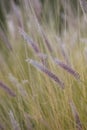 Feather grass ears with selective focus