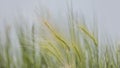 Close up shot of feather grass spikelet