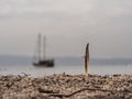 Close-up shot of a feather stuck in the sand with the background of a ship in the sea Royalty Free Stock Photo