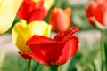 Close-up shot of a feathered  tulip blossom growing on a tulip field during spring time, bright daylight with blurred background Royalty Free Stock Photo