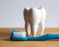 Toothbrush and Tooth Model Royalty Free Stock Photo