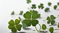 Lucky Clovers on White Background Royalty Free Stock Photo