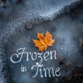Frozen Autumn Leaf in Ice Royalty Free Stock Photo