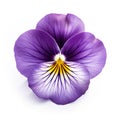 close-up shot features a vibrant violet pansy isolated on a clean white background.