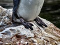 Details of a the feet of a penguin Royalty Free Stock Photo