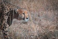 Close up shot of a feisty African leopard in South African Savannah