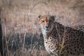 Close up shot of a feisty African leopard in South African Savannah