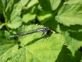 Close-up of the female blue form of the azure damselfly (Coenagrion puella) eating it\'s prey on a green leaf