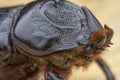 Closeup shot of female rhinoceros beetle Royalty Free Stock Photo