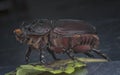 Closeup shot of female rhinoceros beetle Royalty Free Stock Photo