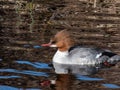 Close-up shot of the Female of goosander (common merganser) (Mergus merganser) swimming in water Royalty Free Stock Photo