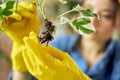 Close up shot of female hands in yellow rubber gloves holding seedling while transplanting it into new pot Royalty Free Stock Photo