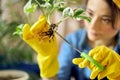 Close up shot of female hands in yellow rubber gloves holding seedling and using scissors for seasonal pruning or Royalty Free Stock Photo