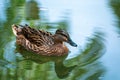 Close-up shot of Female Mallard Anas platyrhynchos swimming