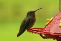 Close-up shot of a female Rufous hummingbird, sitting on the feeder in Northern Oregon.