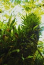 Fern spores on the back of the leaf