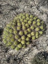 Close-up shot of Ferocactus robustus, a cluster of barrel cacti in a desert.