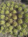 Close-up shot of Ferocactus robustus, a cluster of barrel cacti in a desert.