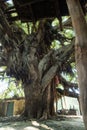 A close up shot of Ficus religiosa tree trunk.It is also known as the bodhi tree, pippala tree, peepul tree, peepal tree or