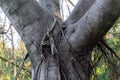 A close up shot of Ficus religiosa tree trunk.It is also known as the bodhi tree, pippala tree, peepul tree, peepal tree or