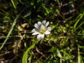 Field chickweed or field mouse-ear (Cerastium arvense) flowering with upright, white flower in a meadow Royalty Free Stock Photo