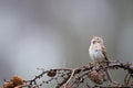 Close-up shot of a Field sparrow perched on a branch on a blurred background Royalty Free Stock Photo