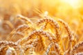 Close Up of a Field of Wheat