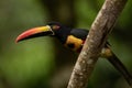 A close up of a fiery-billed aracari Pteroglossus frantzii