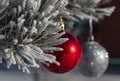 Close up shot of a fir twig covered with snow and shiny red and glittering white Christmas balls hanging off a Christmas fir tree Royalty Free Stock Photo