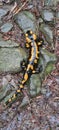 Close-up shot of a fire salamander perched atop a cluster of jagged rocks