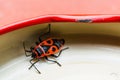 Close up shot of a firebug in a jar cover with red outlines